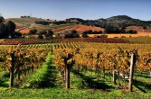 Dolina Napa jest niewielkim regionem uprawy i produkcji wina w Kalifornii
