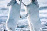 Zając polarny, gatunek ssaka z rodziny zającowatych
