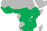 wystepowanie marabuta na mapie Afryki