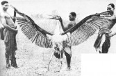 rozpiętość skrzydeł marabuta afrykańskiego