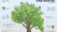 Dąb Bartek-drzewo
