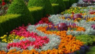 Ogrody Tematyczne Hortulus\Kwiaty\Sprzedaż Roślin7