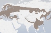 mapa występowania sójek