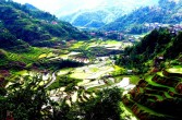 Tarasy ryżowe znajdują się na wysokości 1.500 m n.p.m. na filipińskiej wyspie Luzon