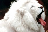 Białe lwy, mutacja genetyczna lwa południowoafrykańskiego Panthera Leo krugeri