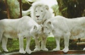 Białego lwa kojarzy się z powodzeniem i obfitością