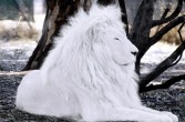 Białe lwy to normalne zwierzęta, które nie posiadają w skórze pigmentu