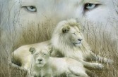 Białe lwy często mają gęste, puszyste ogony, które stanowią niezwykły atrybut ich urody.