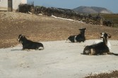 Skyros - wyspa kóz