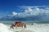 krab spaceruje po plaży