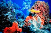 widok na rafę koralową - raj dla płetwonurków