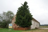 najstarsze drzewo w Polsce - cis ok. 1300 lat w Henrykowie Lubańskim