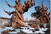 Drzewo Matuzalema, najstarsze drzewo świata, ma 5.000 lat