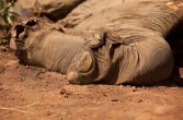 zabite przez kłusowników słonie