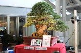 najdroższe bonsai (co uwidacznia cena)