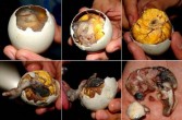 Balut, gotowane jajko kacze (rzadziej kurze), wewnątrz którego znajduje się zarodek ptaka