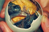 Balut, gotowane jajko kacze (rzadziej kurze), wewnątrz którego znajduje się zarodek ptaka
