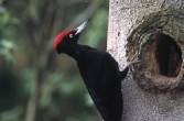 Dzięcioły, gatunek średniej wielkości ptaka z rodziny dzięciołowatych zamieszkujący Eurazję i północ