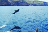 figlarne delfiny przy brzegu wyspy