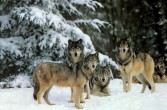 Wilki, dzikie drapieżniki z rodziny psowatych