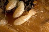 larwy termitów, zwane buszmeńskim ryżem, są po prostu smaczne