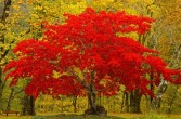 czerwony kolor jesieni
