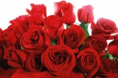 czerwone róże wyrażają miłość