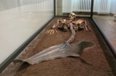 szkielet syreny w Muzeum Narodowym w Kopenhadze