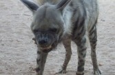 Hiena to drapieżny ssak sylwetką przypominającą psa