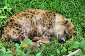 Hiena to drapieżny ssak sylwetką przypominającą psa