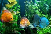 Rybki akwariowe