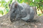 żywa skamieniałość szczuro-wiewiórka