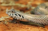 Zdradnica śmiercionośna, jeden z najbardziej jadowitych węży świata