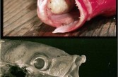 pasożyt w jamie gębowej ryby
