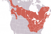 występowanie świszcza na mapie Emeryki Północnej