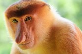 Nosacz sundajski, gatunek małp z rodziny makakowatych żyjących na Borneo