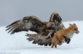orzeł przedni atakuje lisa