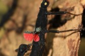 Straszyk diabelski, owad żerujący w nocy na liściach schinusu.