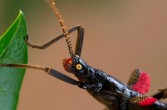 Straszyk diabelski, owad żerujący w nocy na liściach schinusu.