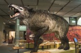 Andrewsarchus mongoliensis - Drapieżnik żyjący około 35 milionów lat temu z wyglądu przypominający bestię z Gévaudan