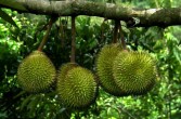 owoce durianu