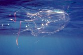 Osa morska, bo tak nazywa się ta meduza, posiada w sobie tyle jadu, żeby zabić 60 dorosłych osób.