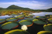 Amazonia zwana „zielonymi płucami Ziemi”