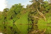 Amazonia zwana „zielonymi płucami Ziemi”