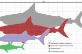 porównanie wielkości megalodona,  rekina wielorybiego, żarłacza białego i człowieka