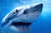 Żarłacz biały, zwany inaczej rekinem ludojadem