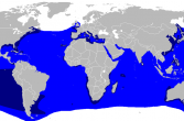 mapa występowania rekinów ludojadów