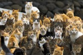 Na wyspie mieszka ok. 600 kotów