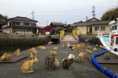 Wyspa kotów, japońska wyspa opanowana przez koty