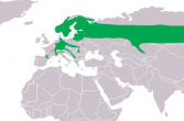 występowanie włochatki